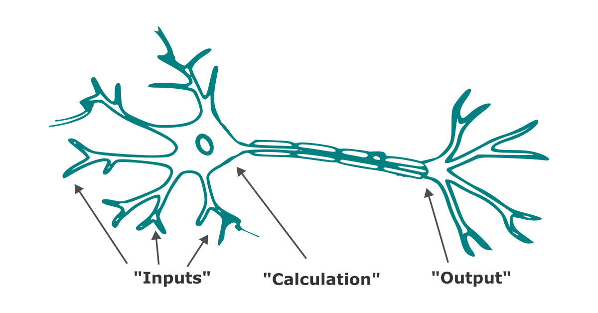 a neuron